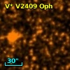 V* V2409 Oph