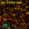 V* V2442 Oph