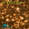 V* V1137 Sco