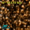 V* V1175 Sco