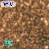 V* V3981 Sgr