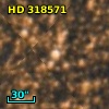 HD 318571