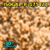 ISOGAL-P J175427.0-295211