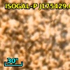 ISOGAL-P J175429.0-295105
