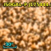 ISOGAL-P J175444.2-294601