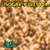 ISOGAL-P J175444.9-295138