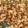ISOGAL-P J175445.6-295428