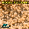 ISOGAL-P J175446.7-294802
