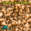 ISOGAL-P J175447.4-295459