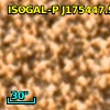 ISOGAL-P J175447.9-295225