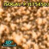 ISOGAL-P J175450.8-294500