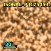 ISOGAL-P J175453.7-295238