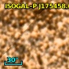 ISOGAL-P J175458.6-294838