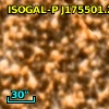 ISOGAL-P J175501.2-294636