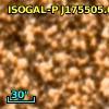ISOGAL-P J175505.0-294205