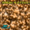 ISOGAL-P J175511.9-294530