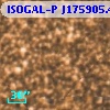 ISOGAL-P J175905.4-290911