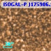 ISOGAL-P J175906.1-290009