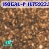 ISOGAL-P J175922.5-290255