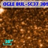 OGLE BUL-SC37 308589