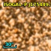 OGLE BUL-SC4 487495