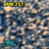 Cl* NGC 6522     NB      94