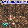 OGLEII DIA BUL-SC1   4231