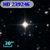 HD 239246