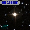 HD 239256