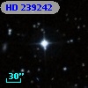 HD 239242