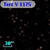 Terz V 1175