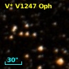 V* V1247 Oph