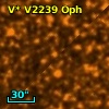 V* V2239 Oph
