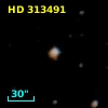 HD 313491