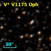 V* V1175 Oph