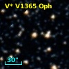 V* V1365 Oph