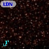 LDN  261