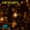 HD 313075