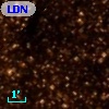 LDN  335