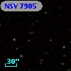 NSV  7905