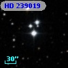 HD 239019