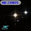 HD 239075