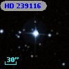 HD 239116