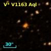 V* V1163 Aql
