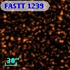 FASTT 1239