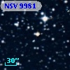 NSV  9981