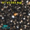 V* V1593 Aql