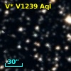 V* V1239 Aql