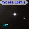 TYC  955-1067-1