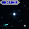 HD 239047